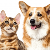 El seguro obligatorio de responsabilidad civil para mascotas a la espera de la probación del reglamento de la ley de bienestar animal