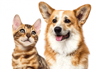 El seguro obligatorio de responsabilidad civil para mascotas a la espera de la probación del reglamento de la ley de bienestar animal